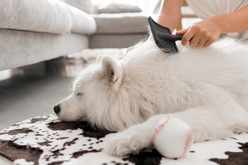 Top 15 Useful Tips for Removing Pet Hair from Carpets