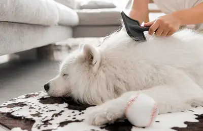 Top 15 Useful Tips for Removing Pet Hair from Carpets