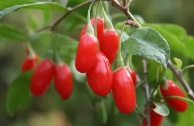 Tutorial: How to Plant Goji Berries (VIDEO)