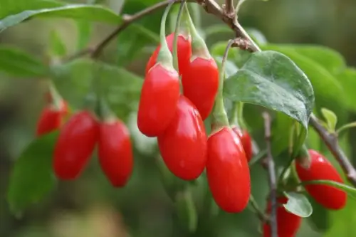 TUTORIAL: Cum se planteaza Goji? (VIDEO)