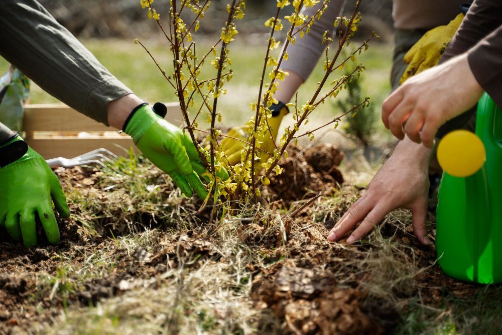 Plante companion: Plantează flori și plante aromatice lângă legume pentru protecție împotriva dăunătorilor