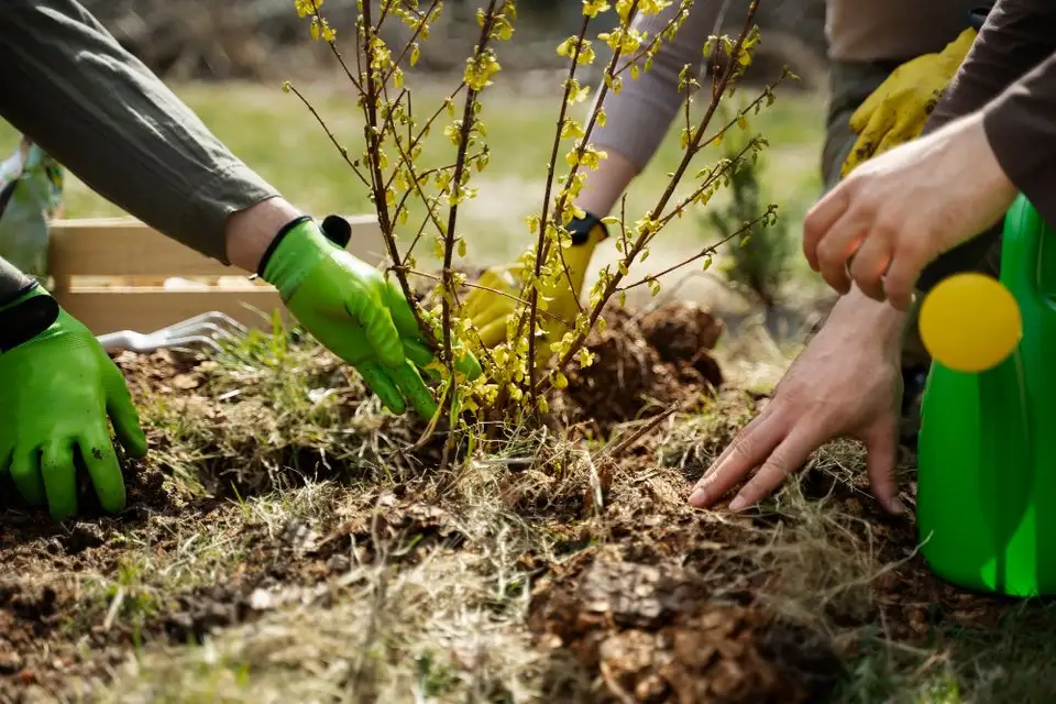 Plante companion: Plantează flori și plante aromatice lângă legume pentru protecție împotriva dăunătorilor