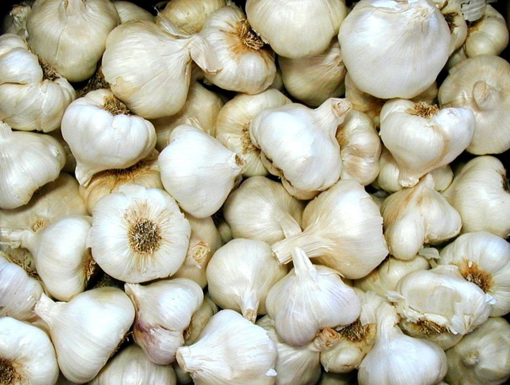 Tutorial: How to Plant Garlic (VIDEO)