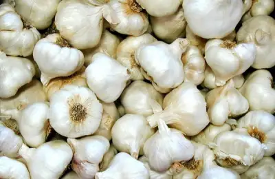 Tutorial: How to Plant Garlic (VIDEO)