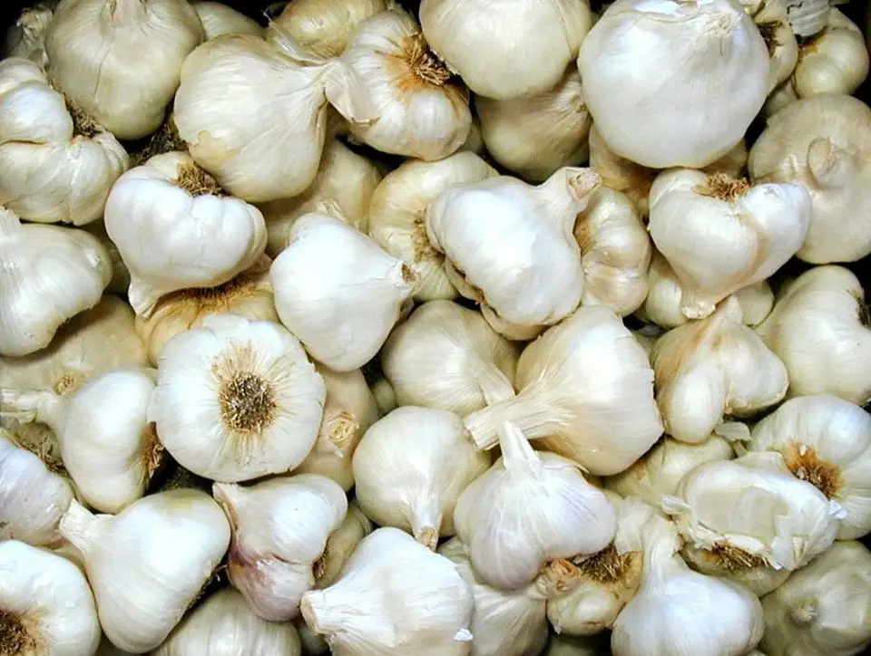 Tutorial: How to Plant Garlic (VIDEO)
