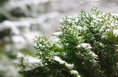 Top 10 Evergreen Shrubs for Beautiful Gardens Even in Winter