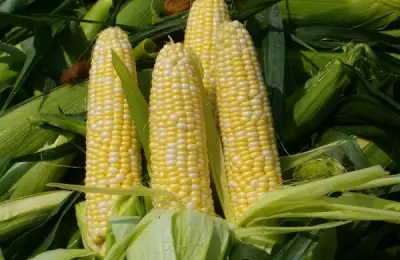 Tutorial: How to Plant Corn (VIDEO)