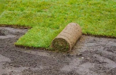 Rolled Lawn Installation in Yard