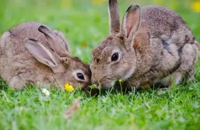 Caring for Your Rabbit in an Apartment