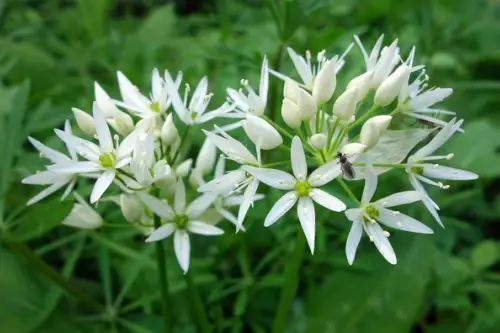 Leurda gustul primaverii in farfuriile noastre