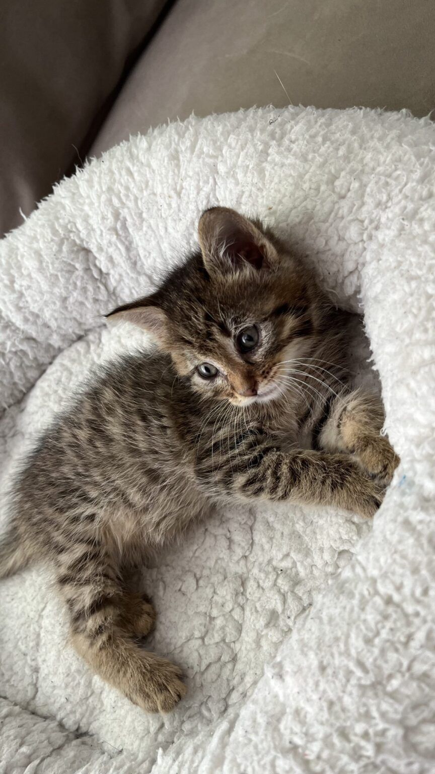 Why We Love Cats: An Archaeology of Purring