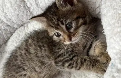 Why We Love Cats: An Archaeology of Purring