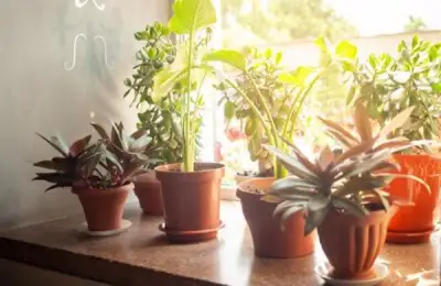 Protecting Your Plants from Extreme Heat: Tips for Scorching Months