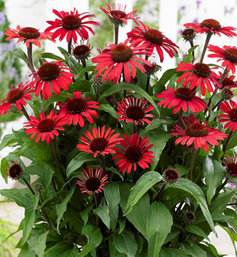 Gradinărit în luna mai. Ce să faci cu Echinacea în luna mai ca să aibă flori mai mari și mai bogate toată vara