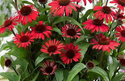 Gradinărit în luna mai. Ce să faci cu Echinacea în luna mai ca să aibă flori mai mari și mai bogate toată vara