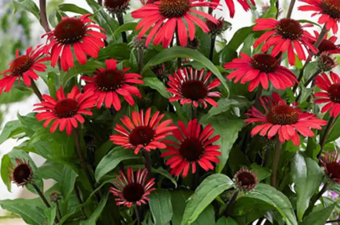 Ce să faci cu Echinacea în luna mai ca să aibă flori mai mari și mai bogate toată vara