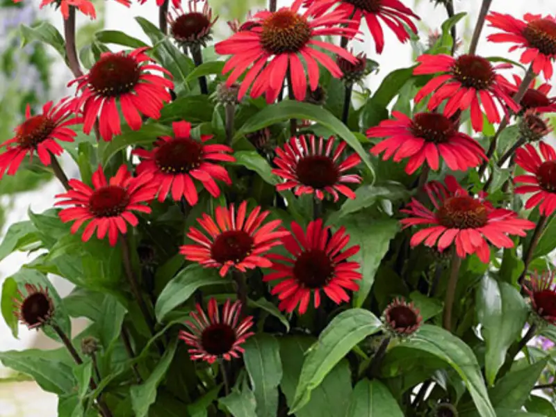 Ce să faci cu Echinacea în luna mai ca să aibă flori mai mari și mai bogate toată vara