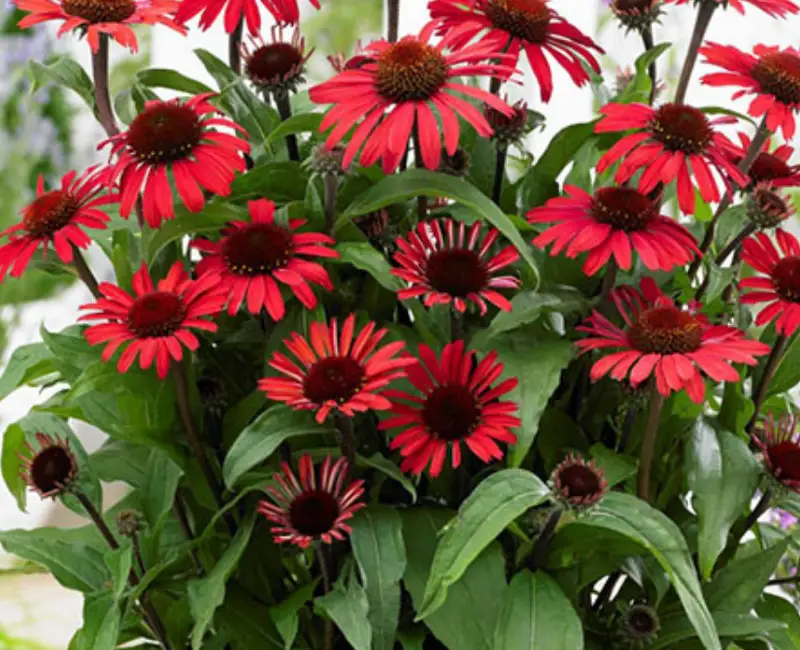 Gradinărit în luna mai. Ce să faci cu Echinacea în luna mai ca să aibă flori mai mari și mai bogate toată vara