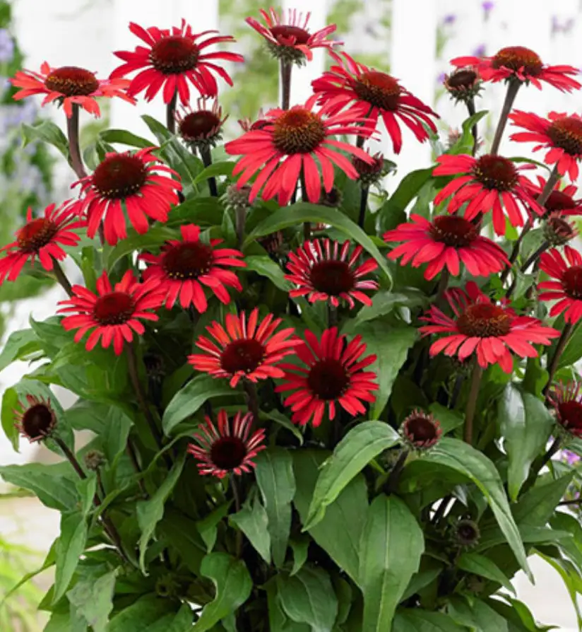 Gradinărit în luna mai. Ce să faci cu Echinacea în luna mai ca să aibă flori mai mari și mai bogate toată vara