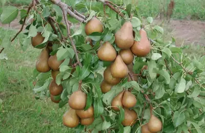 How to Grow a Tree from Seed (VIDEO)