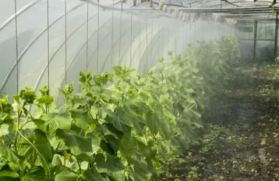Vegetable Solar Greenhouse Designs and Ideas for Your Garden