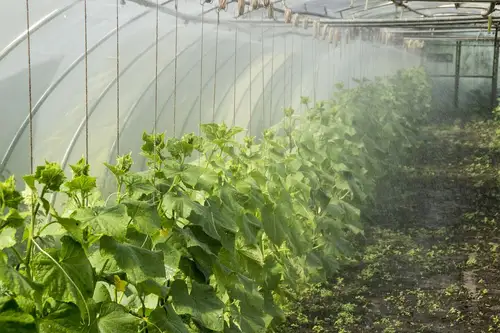 Tipuri și idei de creare a unui solar potrivit pentru legume în grădină