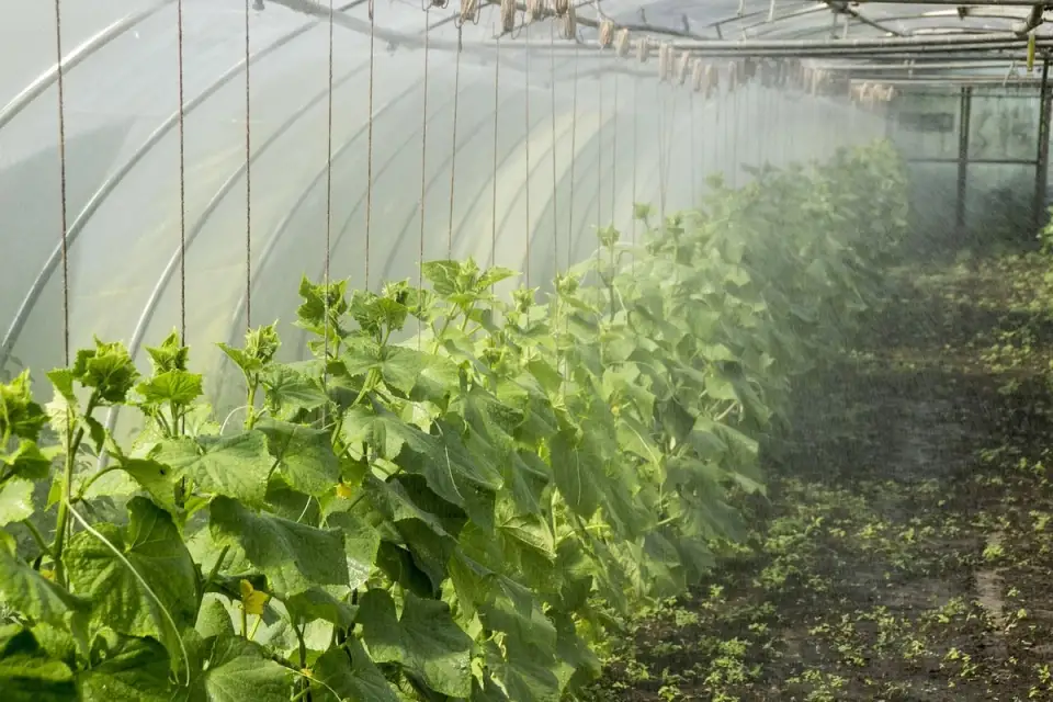 Tipuri și idei de creare a unui solar potrivit pentru legume în grădină