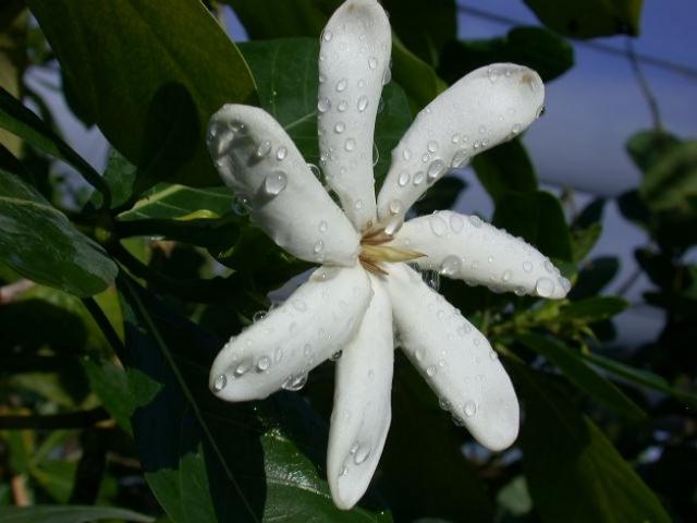 Cum se planteaza gardenia?