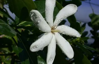 How to Plant Gardenia