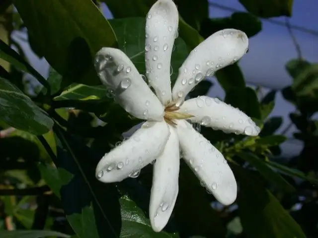 Cum se planteaza gardenia?