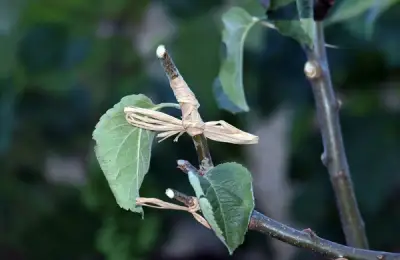 Advice on Grafting Trees