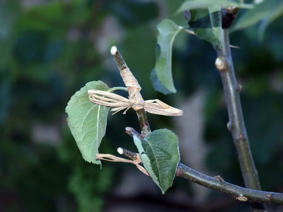 Advice on Grafting Trees