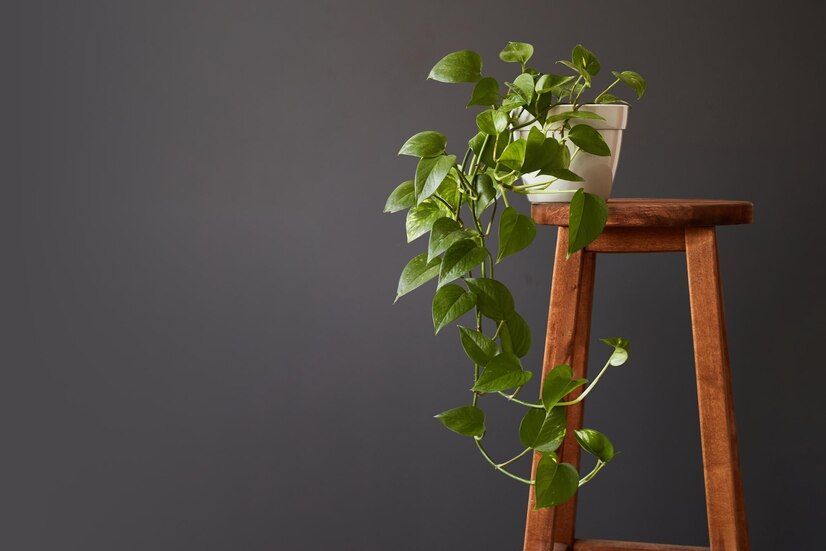 Toxic Decorative Plants for Pets: How to Choose Plants When You Have a Pet