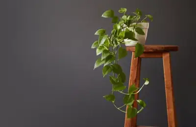 Toxic Decorative Plants for Pets: How to Choose Plants When You Have a Pet
