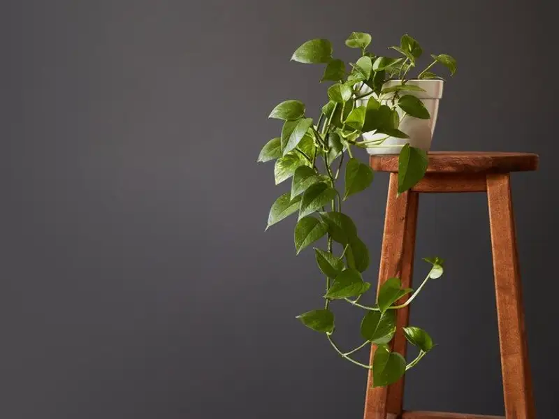 Plante decorative toxice pentru animalele de companie. Cum alegi plantele dacă ai un animal de companie