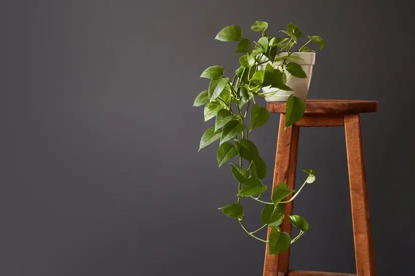 Plante decorative toxice pentru animalele de companie. Cum alegi plantele dacă ai un animal de companie
