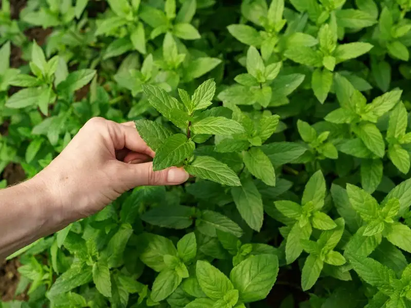 Cele mai bune plante aromatice pentru grădina ta: menta, busuiocul și cimbrul