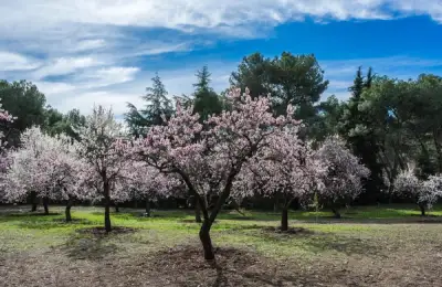 5 Plants That Have Adapted to the Climate in Romania
