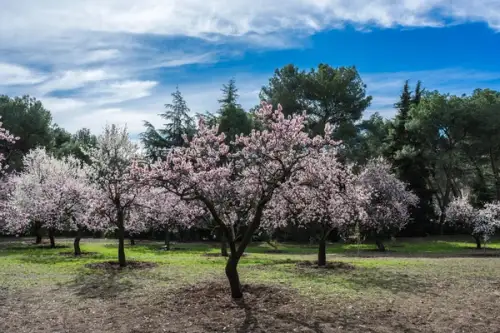 5 plante care s-au adaptat si la clima din Romania