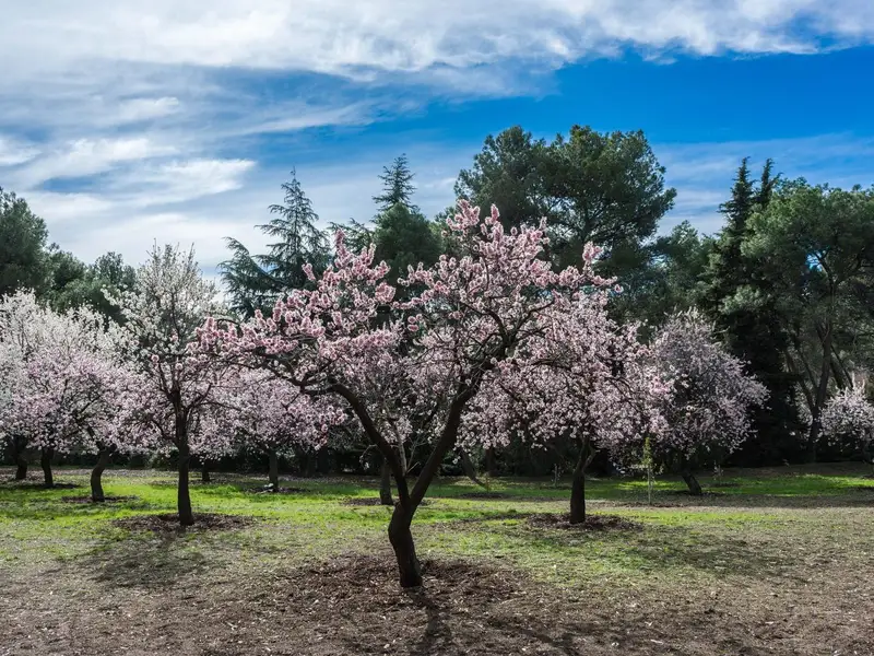 5 plante care s-au adaptat si la clima din Romania