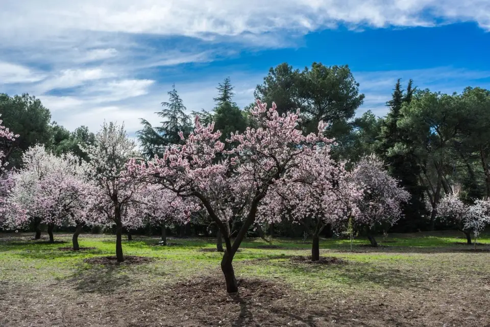 5 plante care s-au adaptat si la clima din Romania