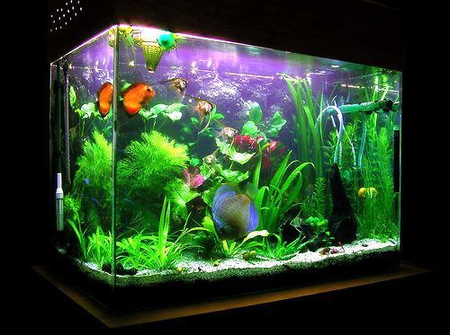 Caring for and Maintaining a Clean Aquarium