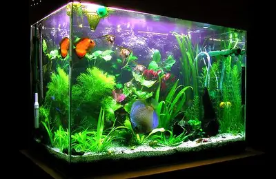 Caring for and Maintaining a Clean Aquarium