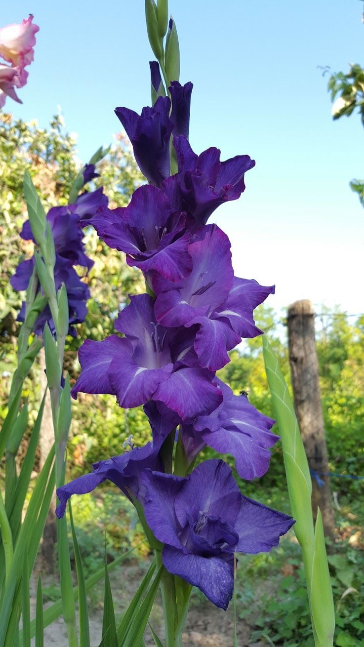 Gladiola, informatii utile despre crestere si ingrijire