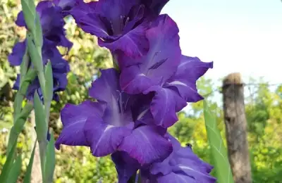 Gladiola: Useful Information on Growing and Care