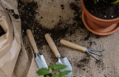 How to Repot a Plant