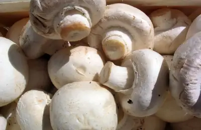 Tutorial: How to Plant and Grow Mushrooms (VIDEO)