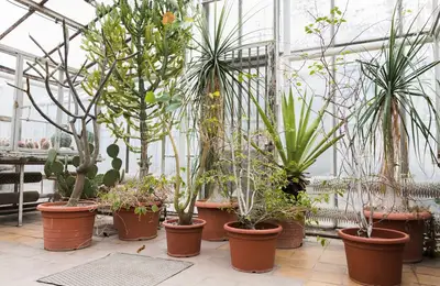 Protecting Plants During Winter: Essential Tips for Gardeners