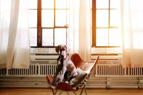 Cum să creezi o casă sigură și confortabilă pentru viitorul tău animal de companie