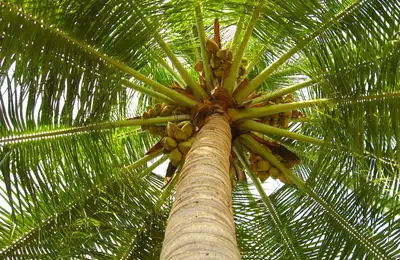 Tutorial: How to Plant a Coconut Palm (VIDEO)